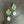 Amazonite earrings and freshwater Pearl drops - gold
